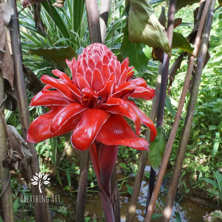 Gingers –A Symphony of Tropical Elegance 🌿✨