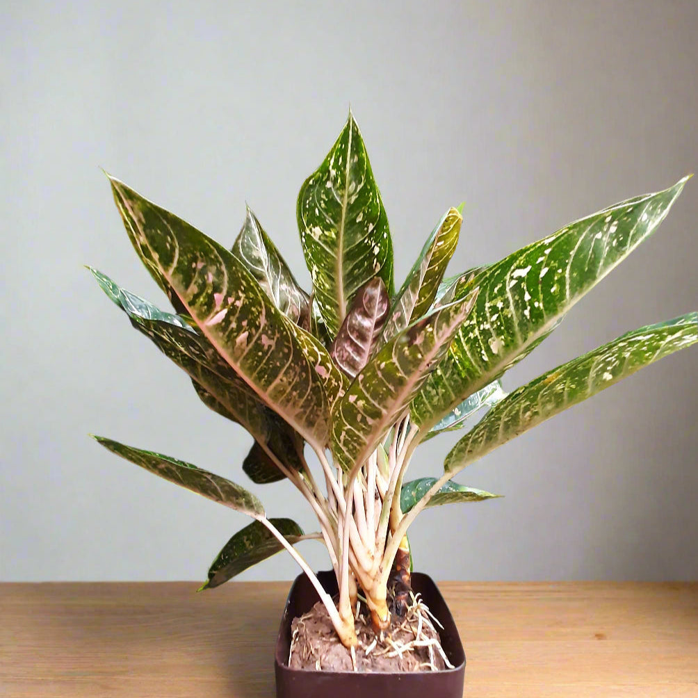 aglaonema pink moon allegro Aglaonema 'Pink Moon' – A Pop of Colour, A Touch of Calm 🌸🌿 – Breathing Art