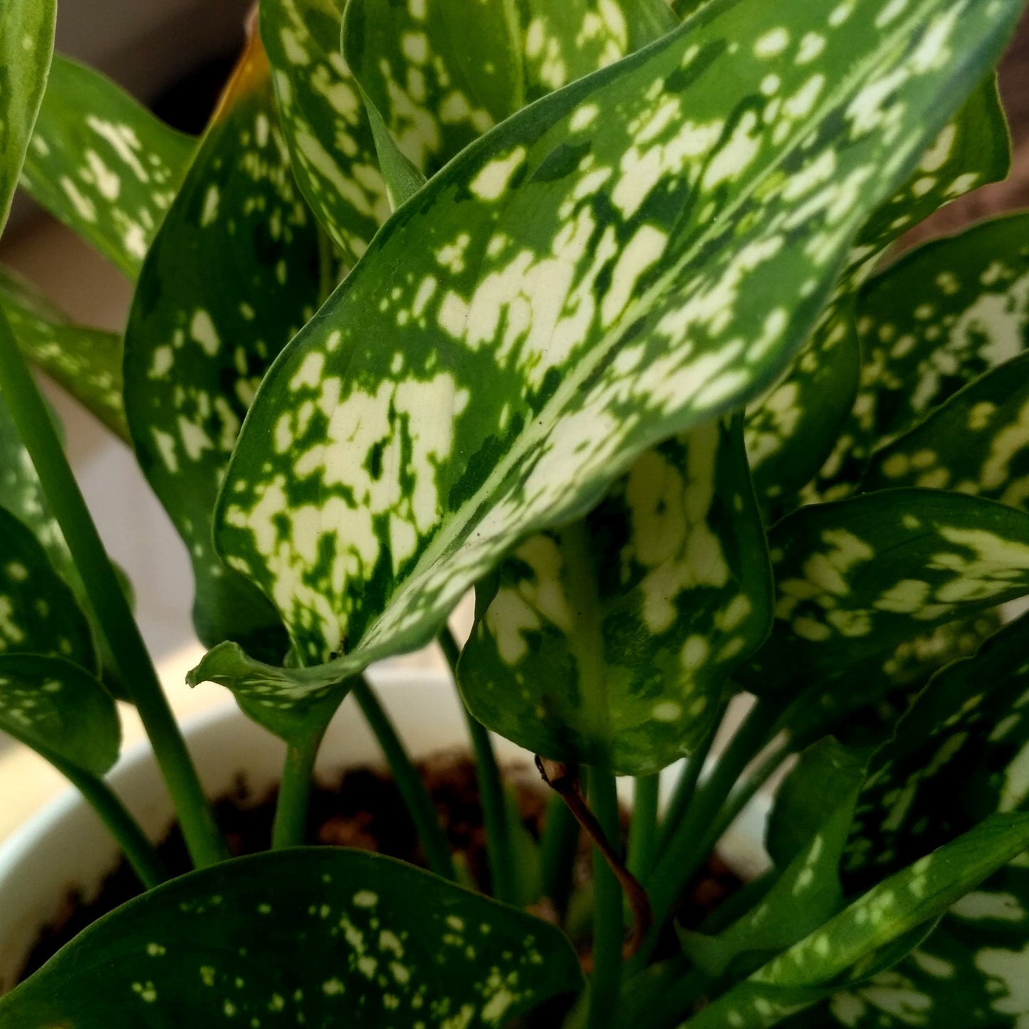 Aglaonema ‘Snow White’ – Grace in Every Leaf ❄️🌿