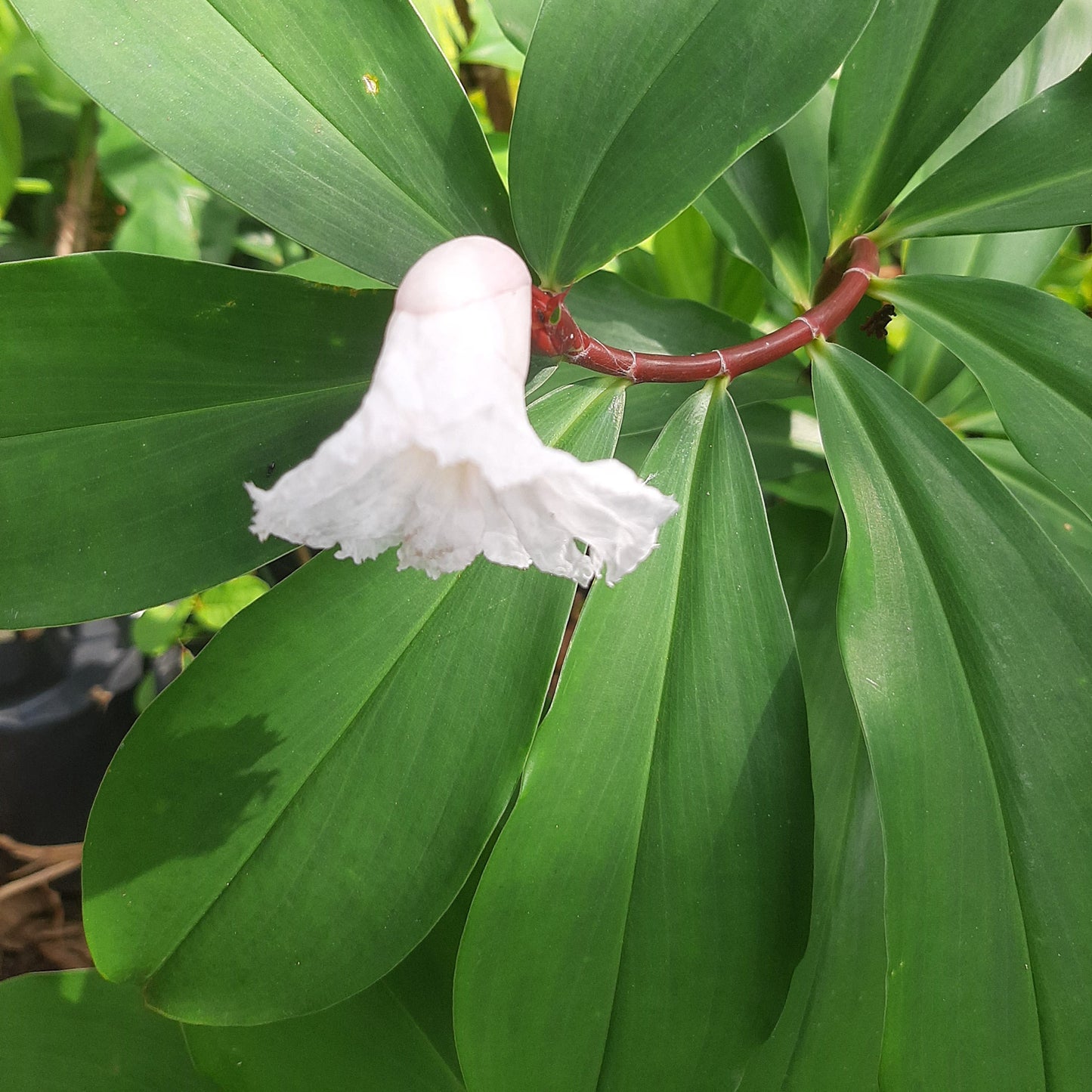 Crepe Ginger (Costus speciosus) – Tropical Elegance in Bloom 🌿✨