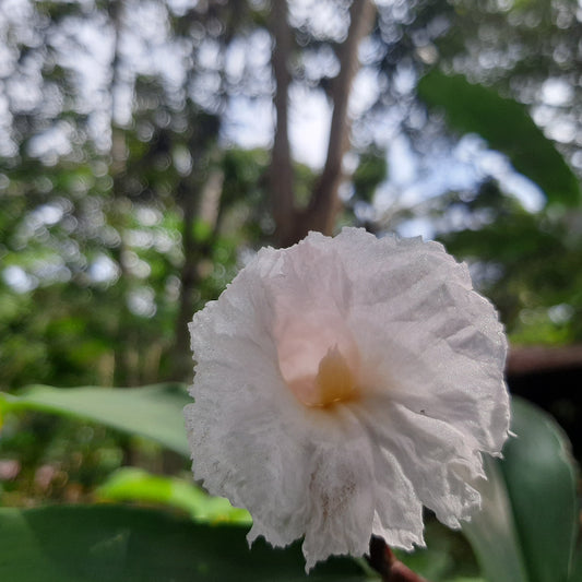 Crepe Ginger (Costus speciosus) – Tropical Elegance in Bloom 🌿✨