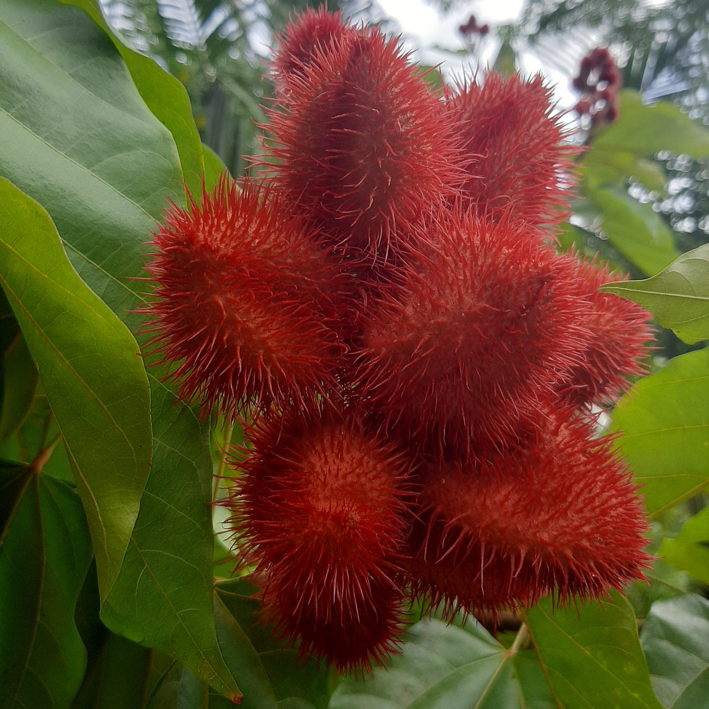 Annatto Tree (Bixa orellana) – The Sindoor Tree of India 🌿✨