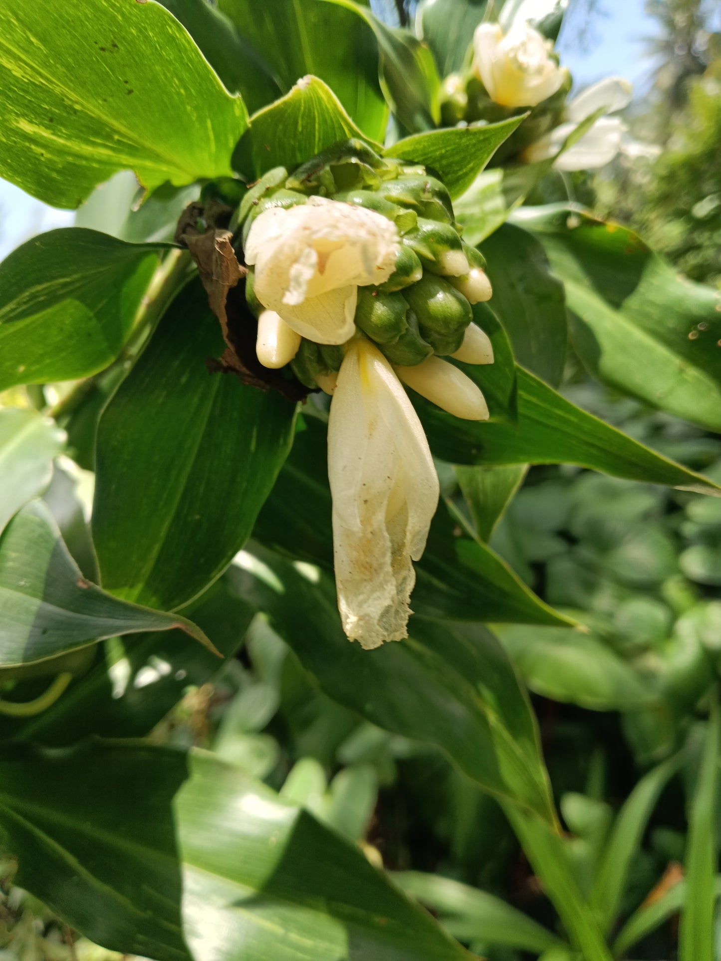 ostus arabicus 'Variegated'