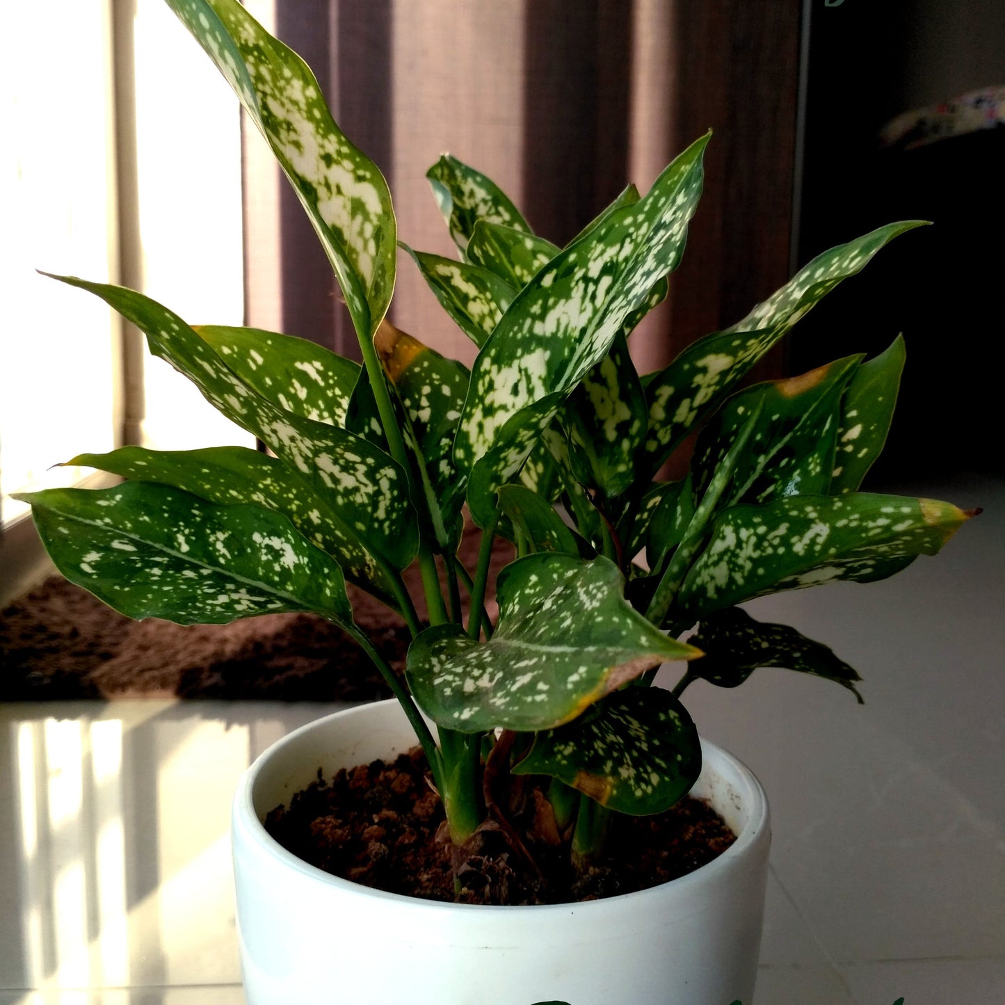 Aglaonema ‘Snow White’ – A Stunning Foliage Marvel ❄️🌿