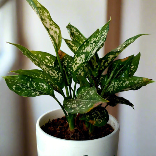 Aglaonema ‘Snow White’ – A Stunning Foliage Marvel ❄️🌿