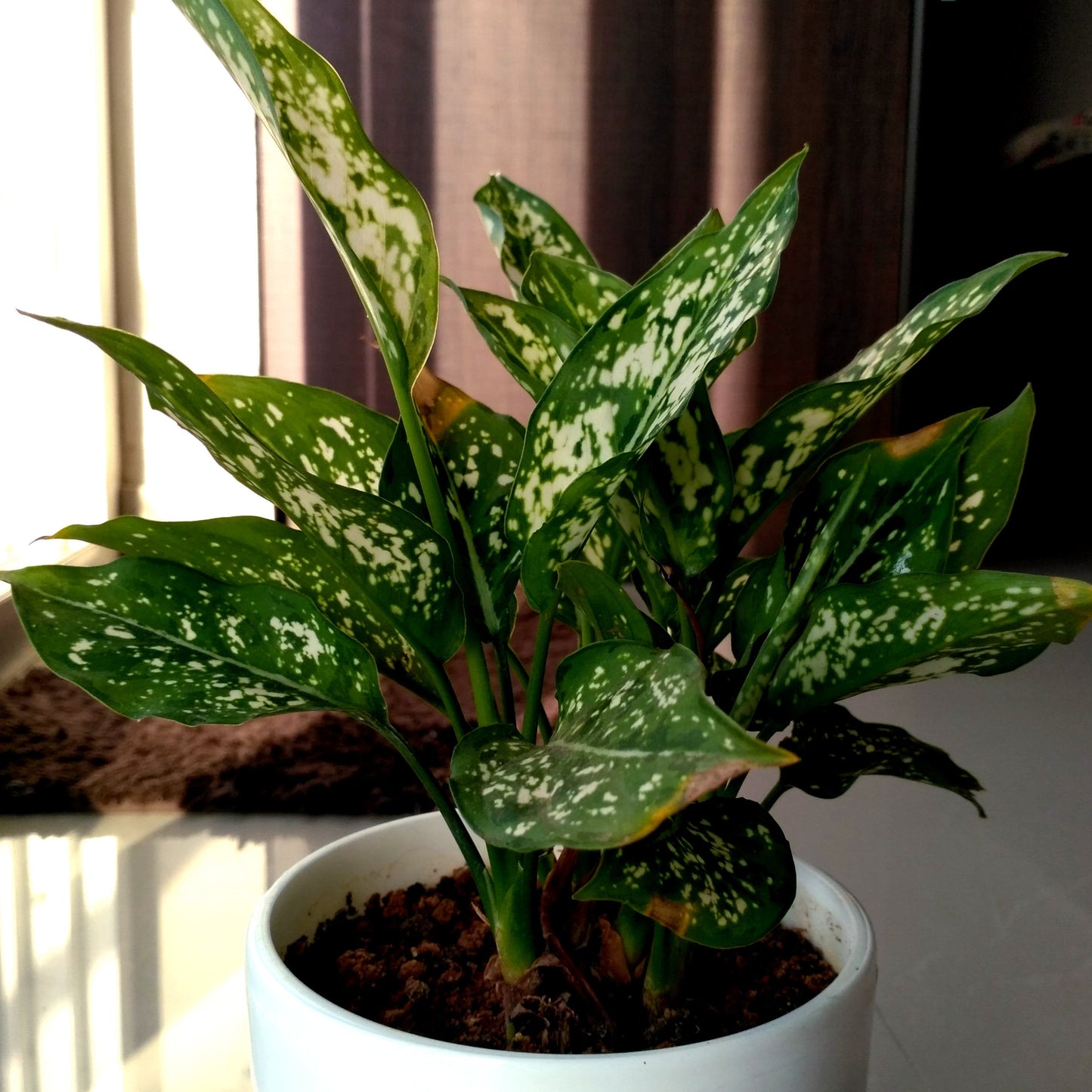 Aglaonema ‘Snow White’ – Grace in Every Leaf ❄️🌿