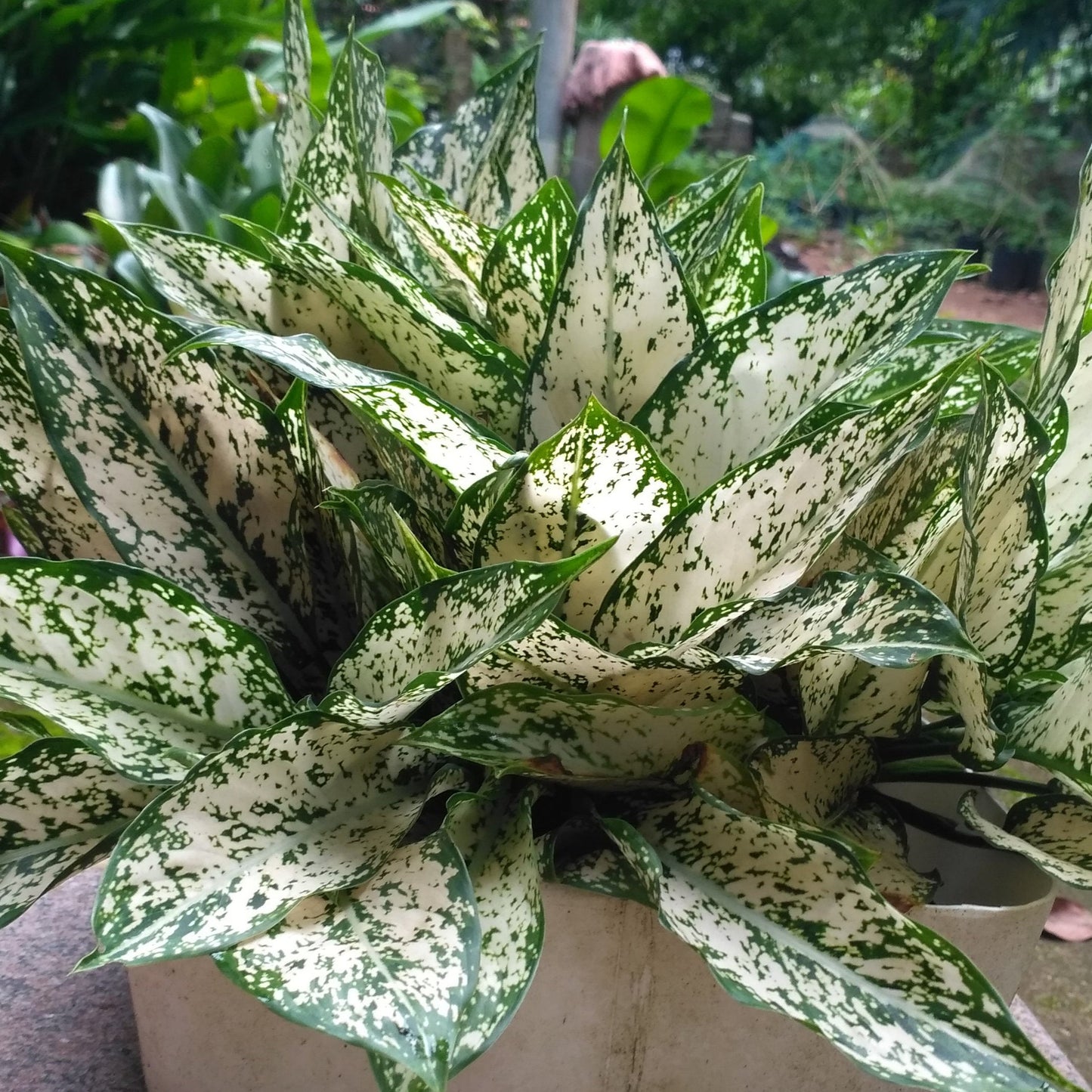 Aglaonema ‘Snow White’ – A Stunning Foliage Marvel ❄️🌿