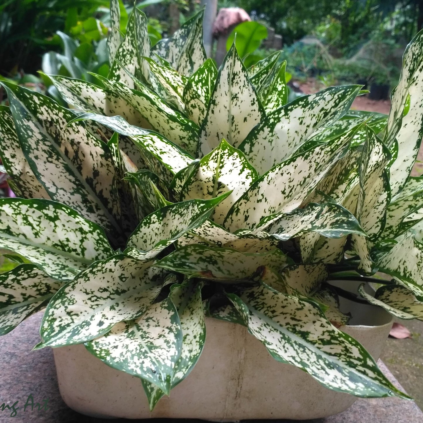 Aglaonema ‘Snow White’ – Grace in Every Leaf ❄️🌿