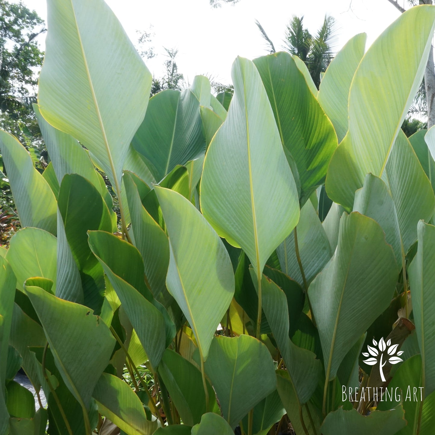 Cuban Cigar Calathea (Calathea lutea) – A Bold & Architectural Foliage Plant 🌿✨