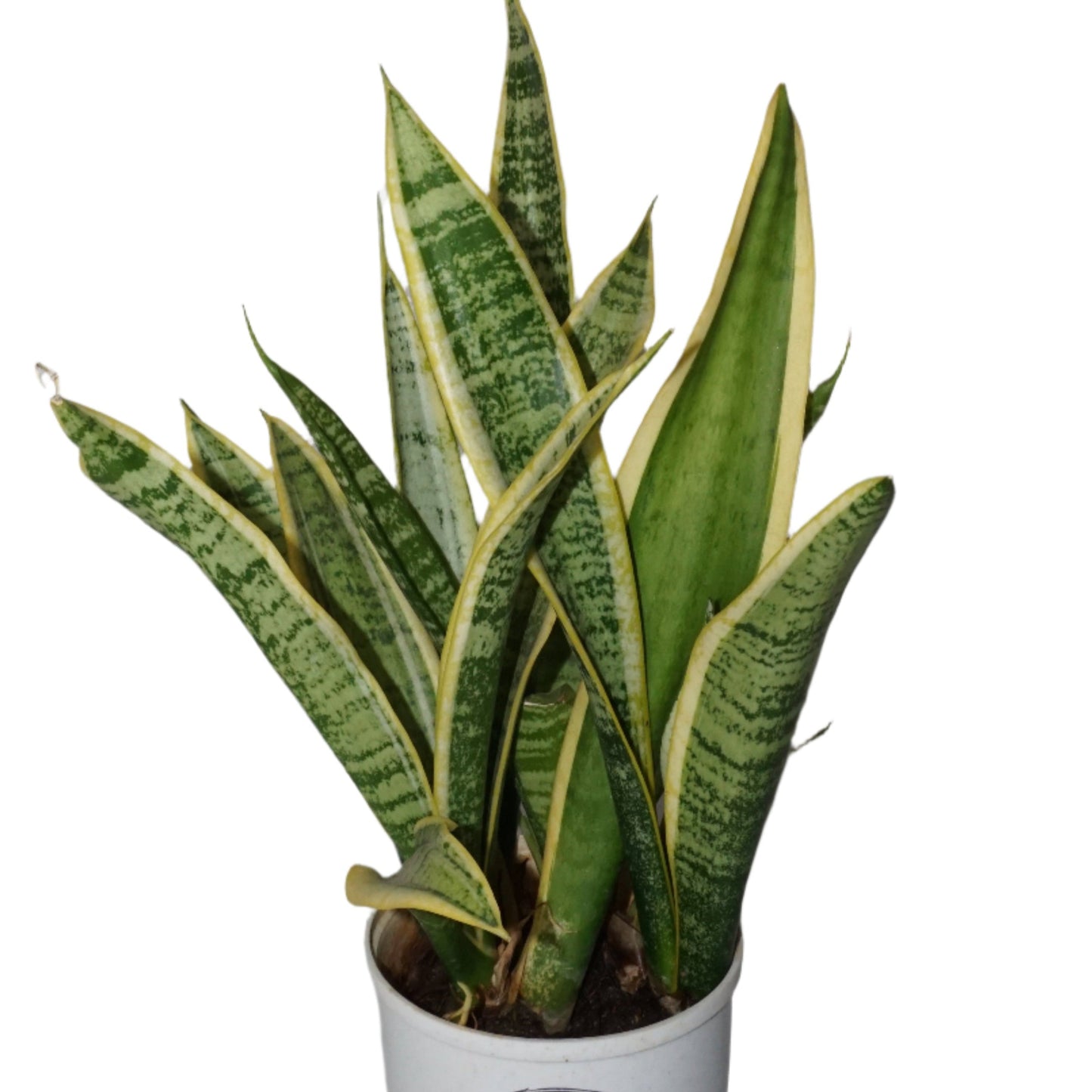 Dracaena (Sansevieria) ‘Laurentii’ – The Classic Air-Purifying Snake plant Beauty 🌿✨