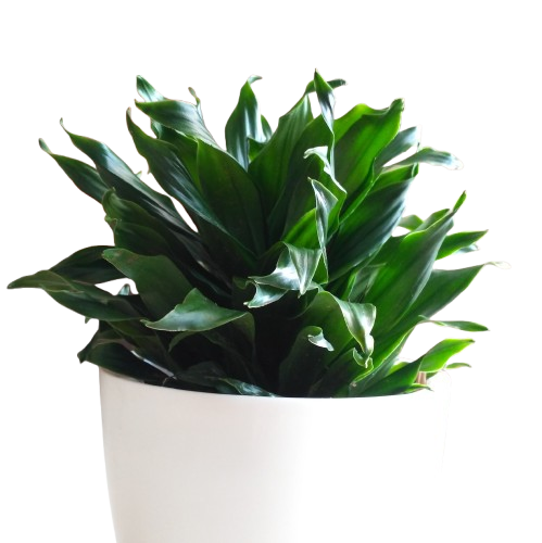 Dracaena Compacta (Dracaena deremensis ‘Compacta’) – A Sleek & Modern Greenery 🌿✨