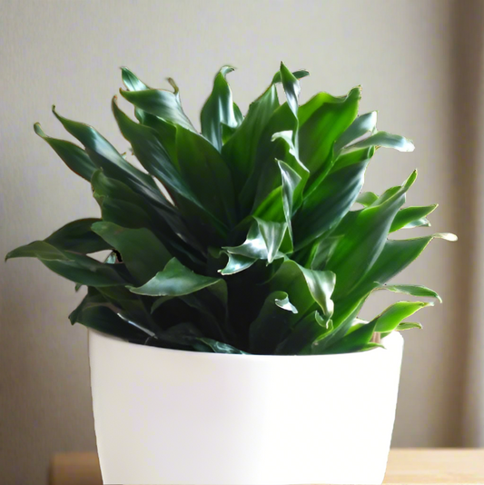 Dracaena Compacta (Dracaena deremensis ‘Compacta’) – A Sleek & Modern Greenery 🌿✨