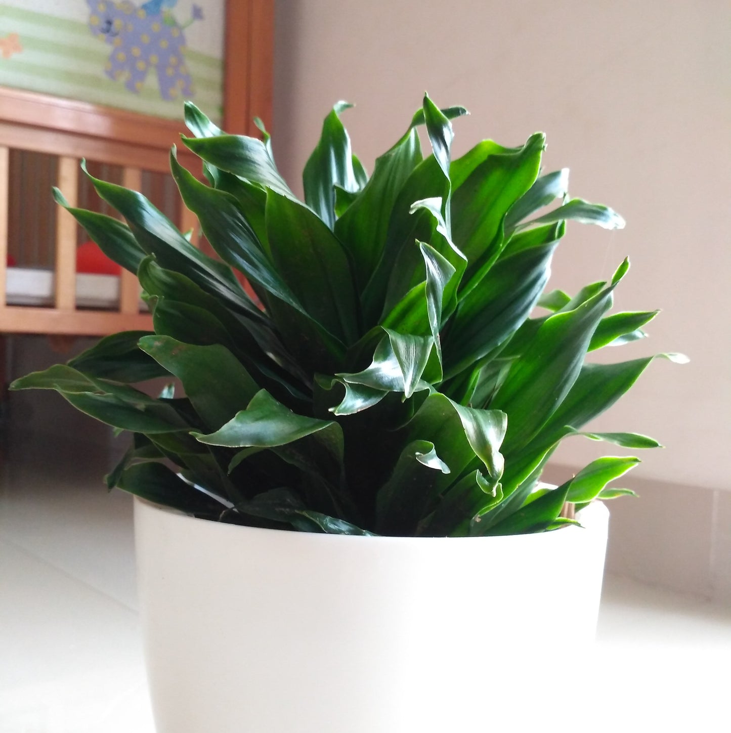 Dracaena Compacta (Dracaena deremensis ‘Compacta’) – A Sleek & Modern Greenery 🌿✨