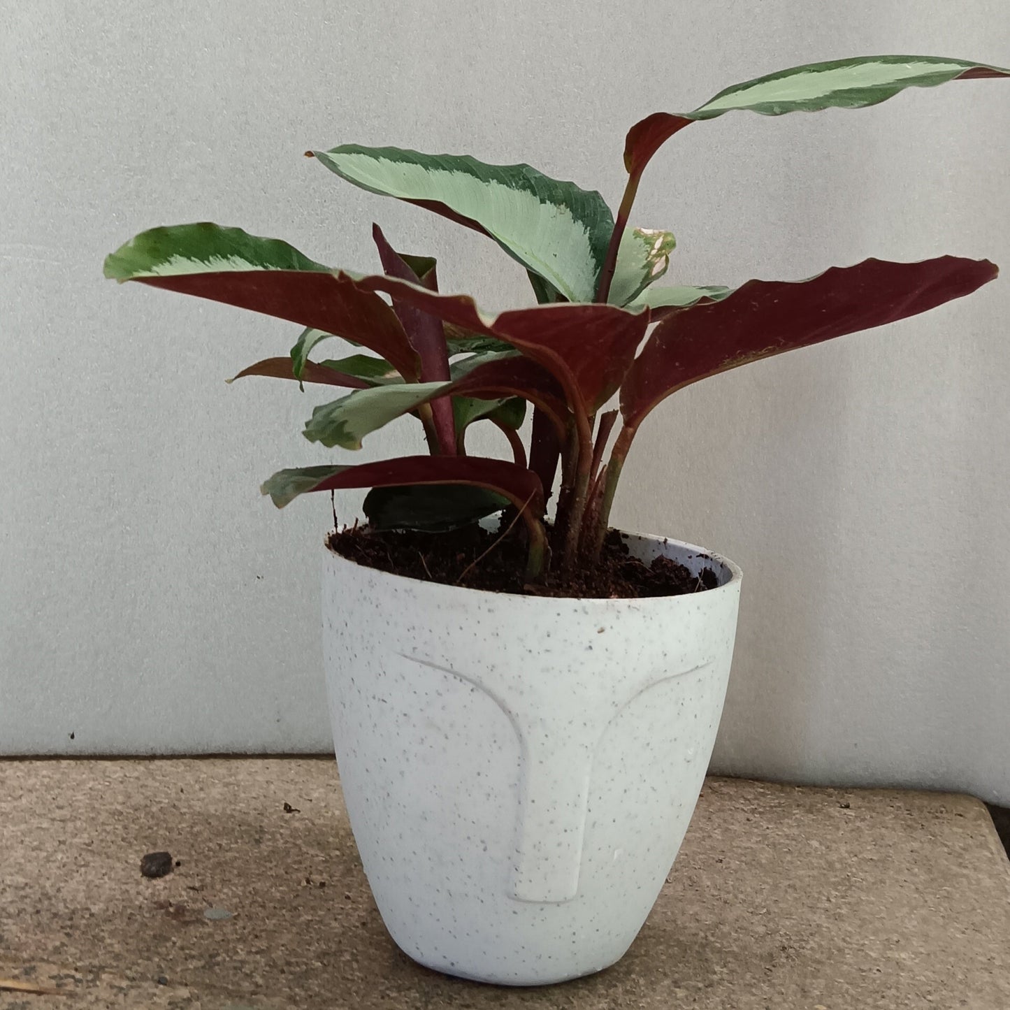 Goeppertia ‘Corona’ (formerly Calathea) – The Regal Statement Plant