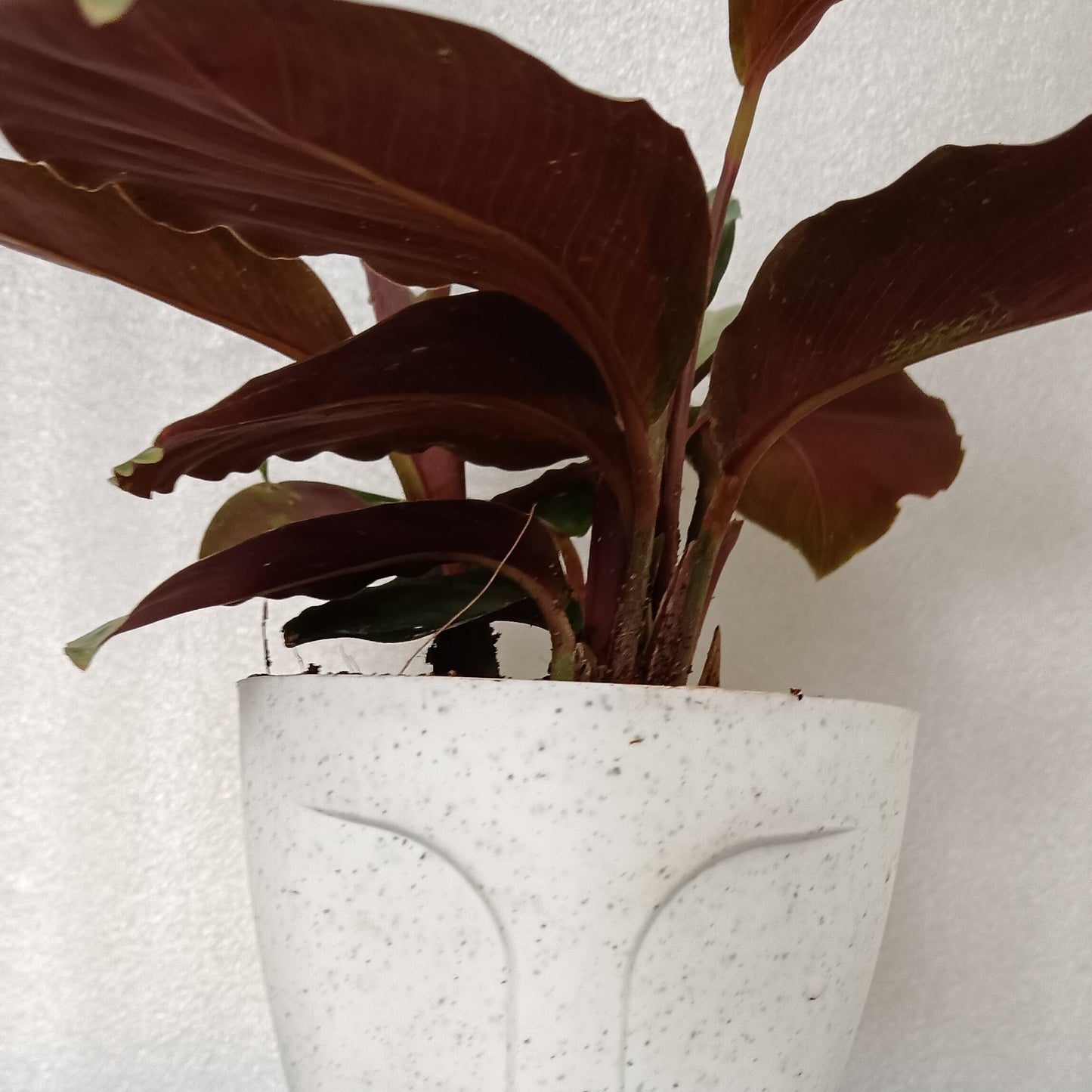Goeppertia ‘Corona’ (formerly Calathea) – The Regal Statement Plant