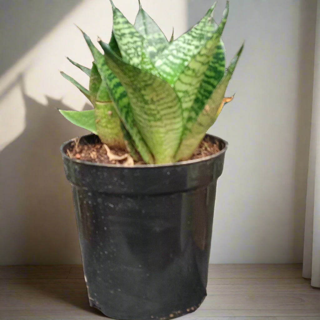 🌿 Dracaena 'Hahnii' – The Compact Bird’s Nest Snake Plant 🪴✨