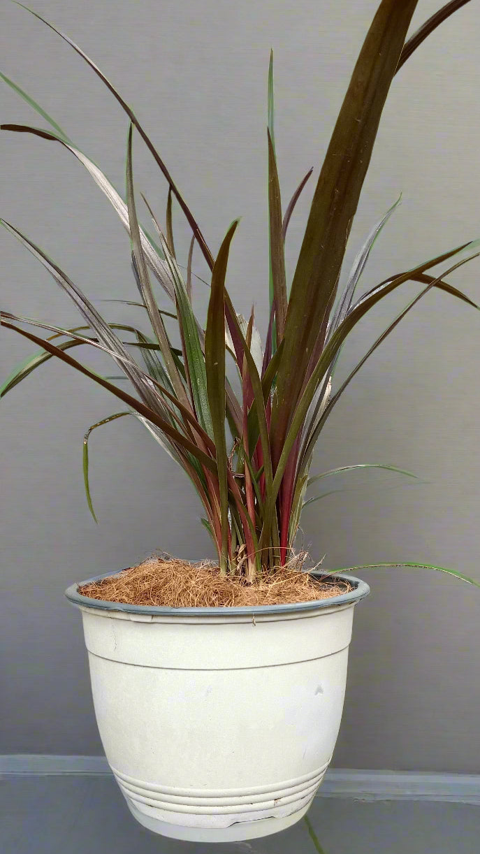 Red Bog Lily (Crinum ‘Menehune’) – A Versatile Beauty for Water & Soil 🌿🔥
