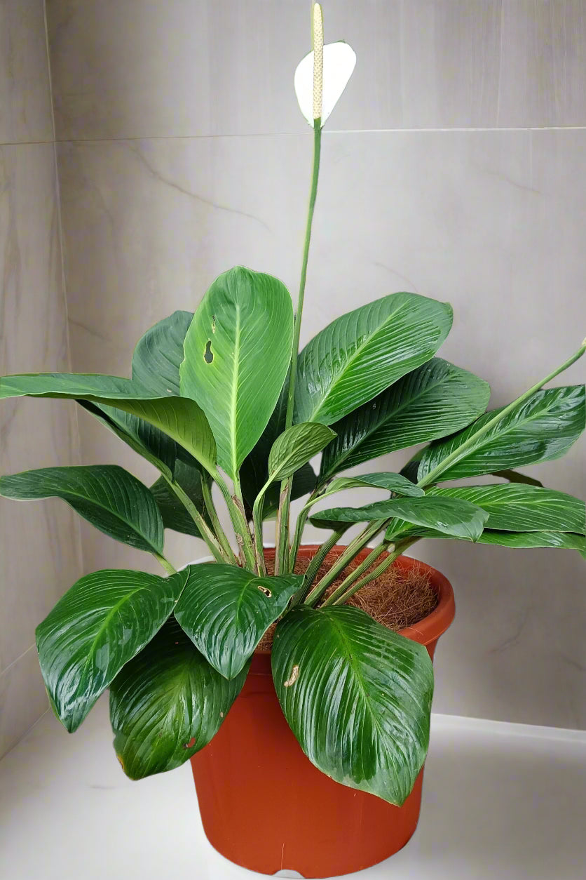 πΏ Spathiphyllum cannifolium β The Bold Peace Lily with a Tropical Edge π€