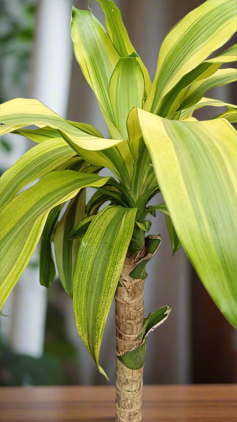 πΏ Dracaena fragrans β The Timeless Corn Plant π±β¨