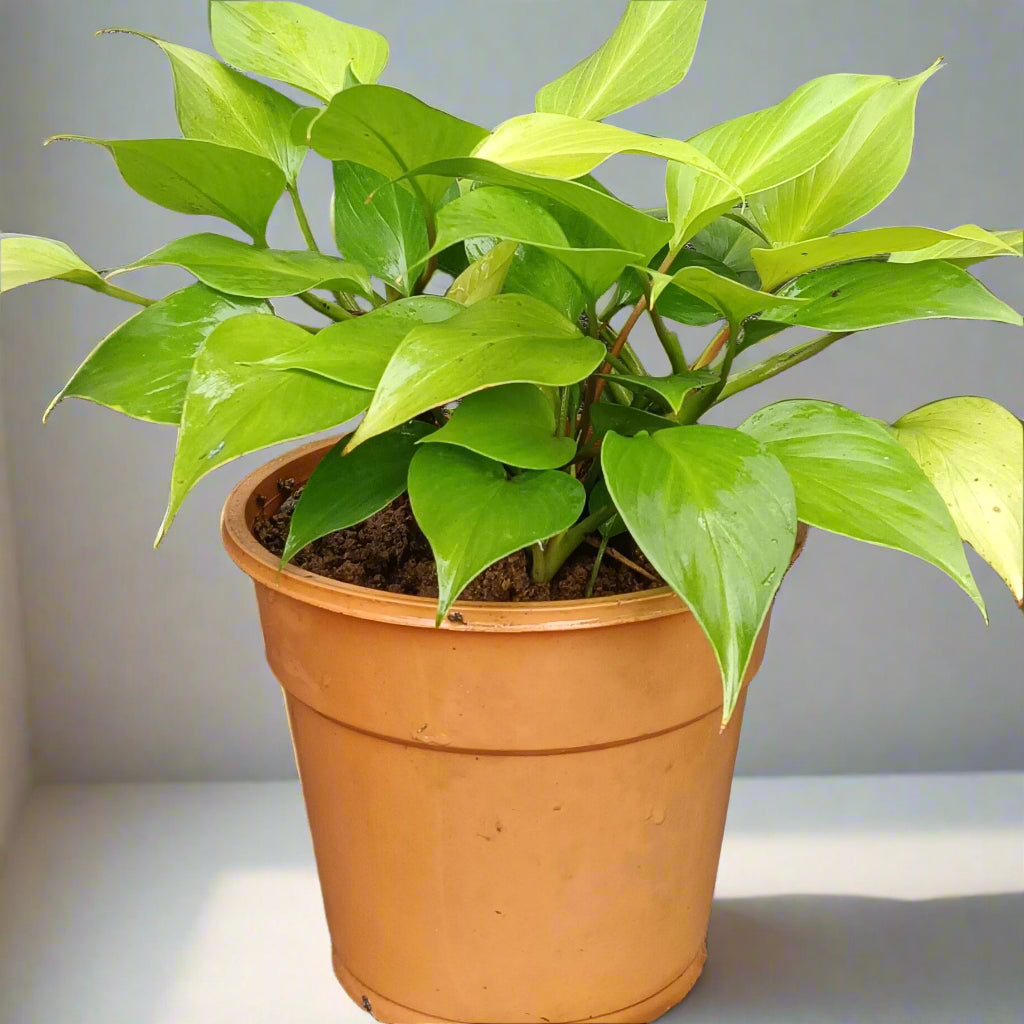 : 🌿 Homalomena ‘Sunshine Gem’ – A Lush Glow for Shaded Corners ✨🌱