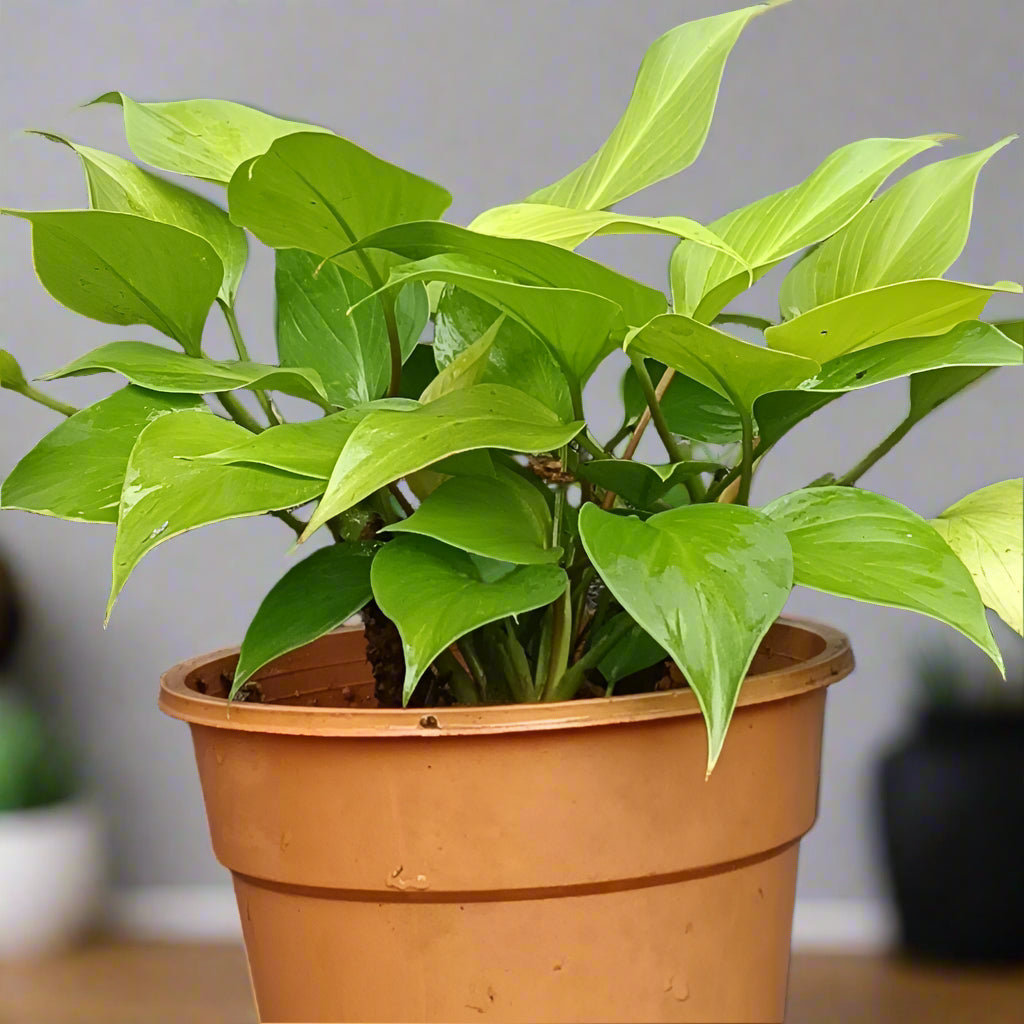 : 🌿 Homalomena ‘Sunshine Gem’ – A Lush Glow for Shaded Corners ✨🌱