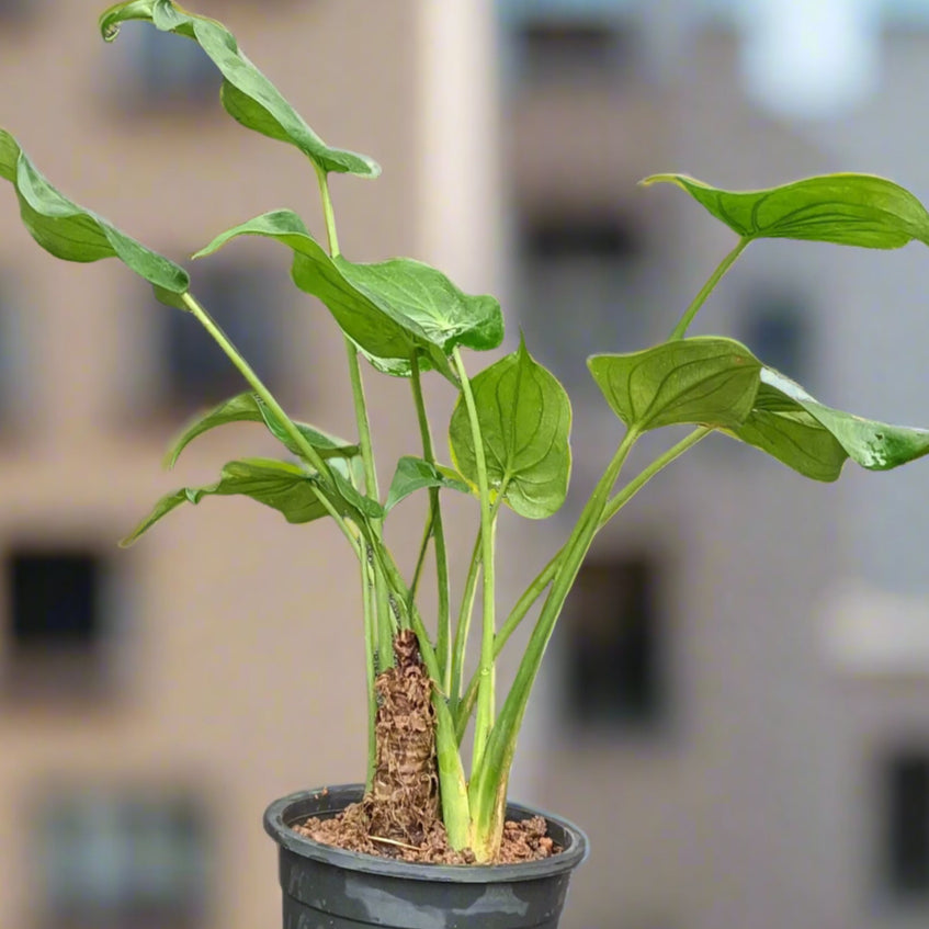 Hooded Dwarf Elephant Ear (Alocasia cucullata) – A Symbol of Luck & Elegance 🌿✨
