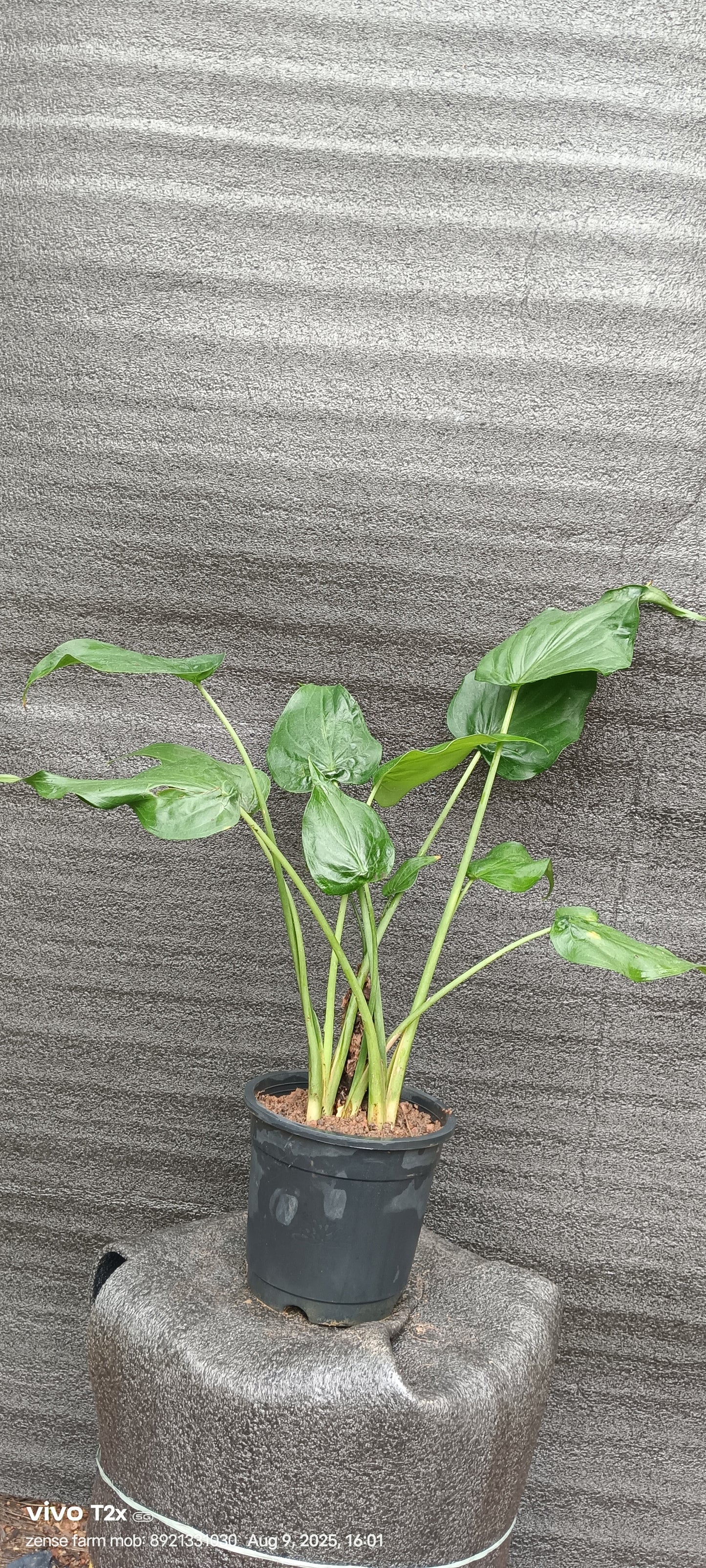 Hooded Dwarf Elephant Ear (Alocasia cucullata) – A Symbol of Luck & Elegance 🌿✨