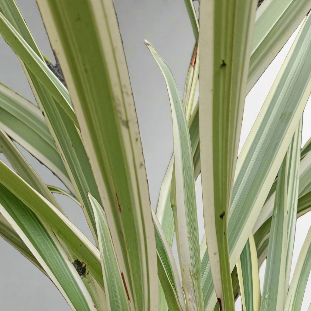 Phormium tenax 'Variegata' β Variegated New Zealand Flax πΏβ¨