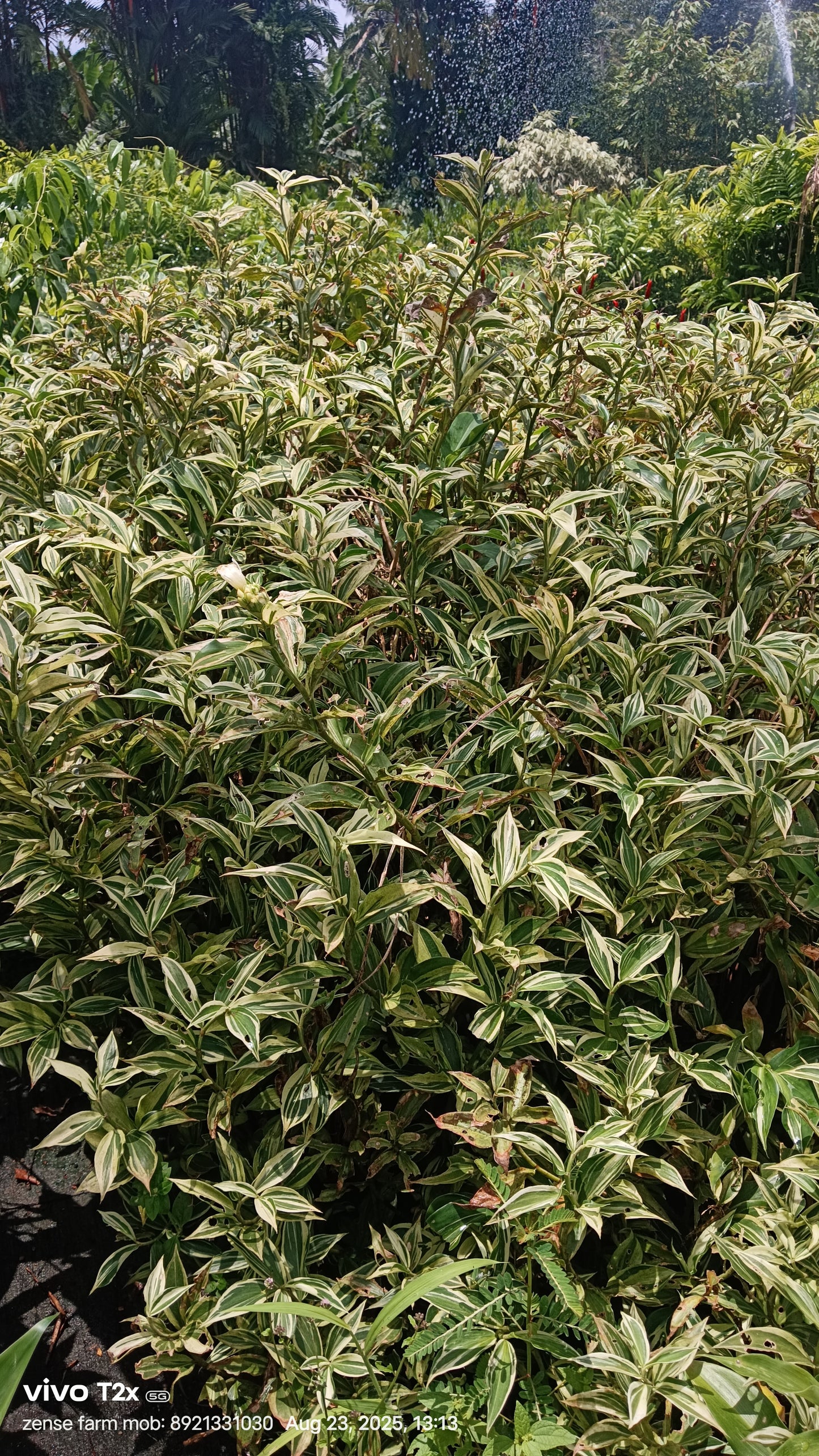ostus arabicus 'Variegated'