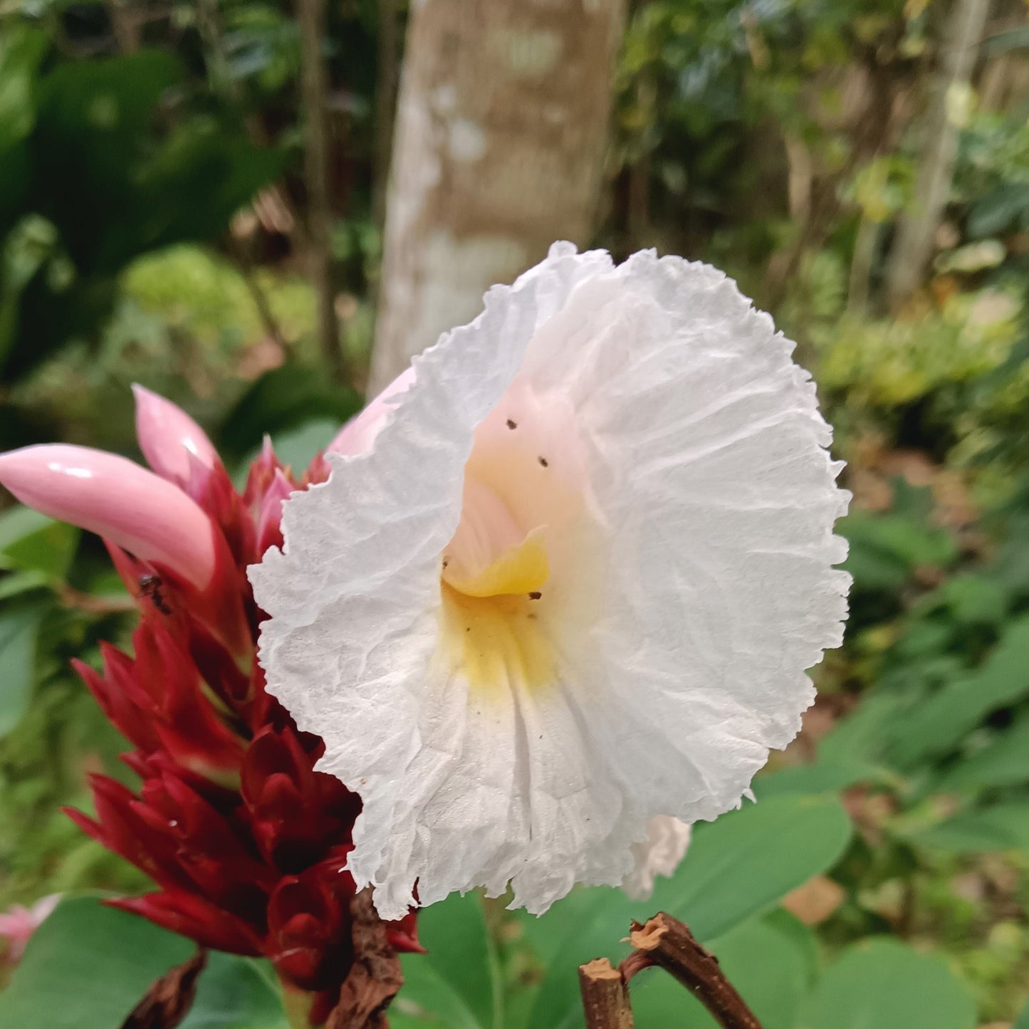 Crepe Ginger (Costus speciosus) – Tropical Elegance in Bloom 🌿✨