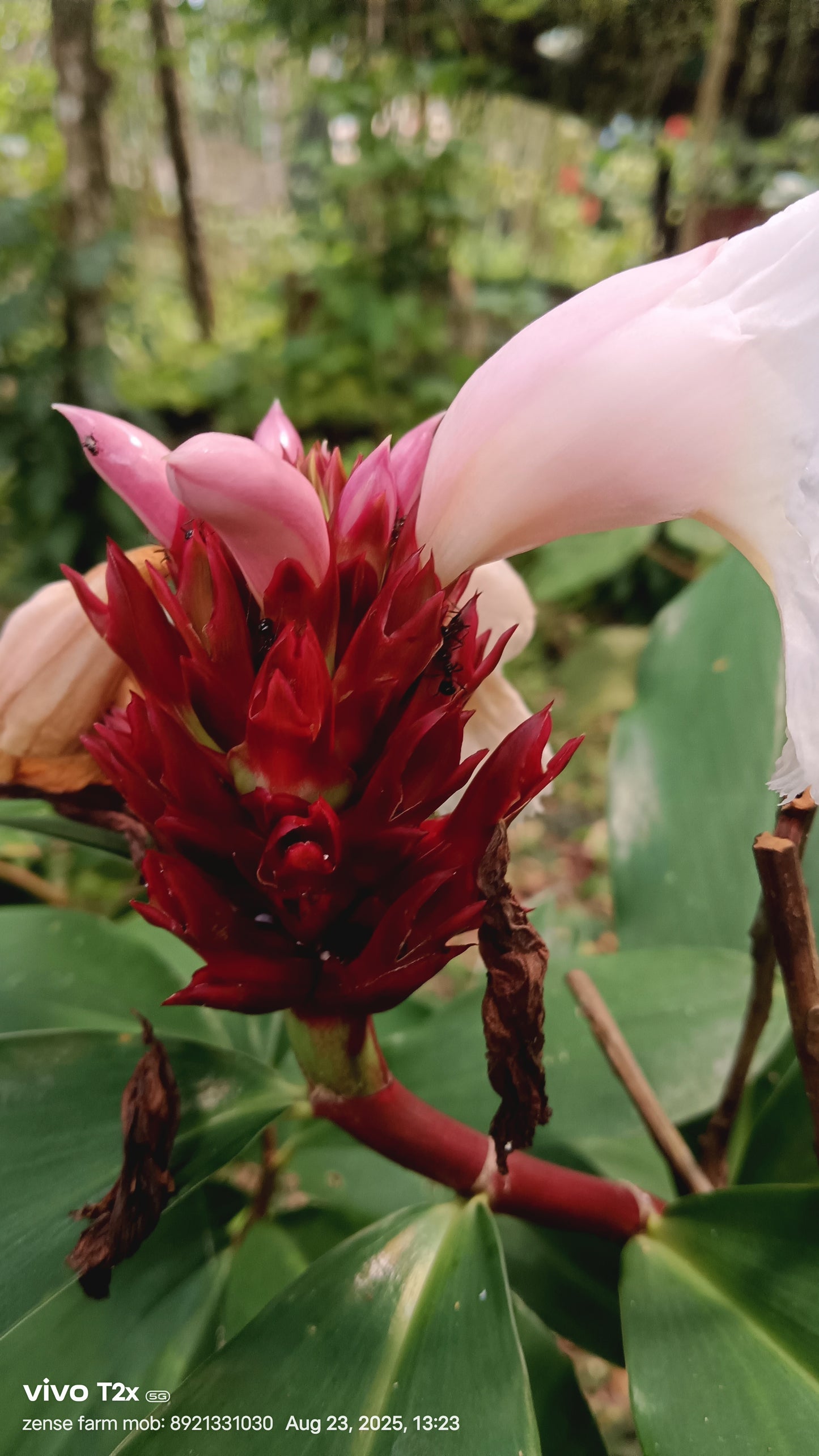 Crepe Ginger (Costus speciosus) – Tropical Elegance in Bloom 🌿✨