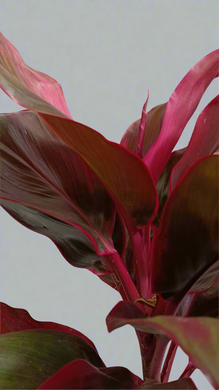 Cordyline ‘Red Ruby’ – A Jewel for Your Garden 💎🌿