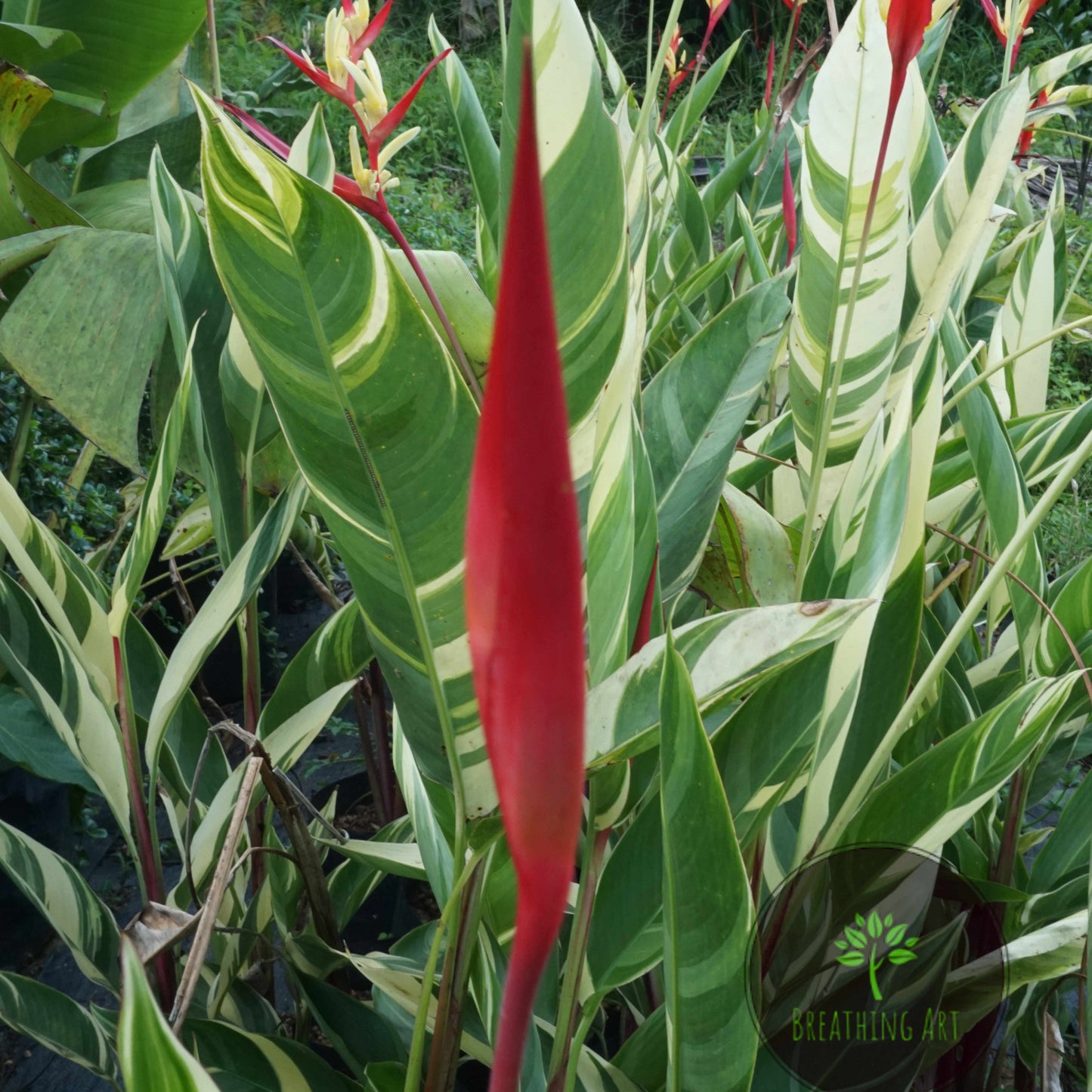 Heliconia ‘Lady Di Variegated’ – A Rare & Striking Tropical Beauty 🌿🔥