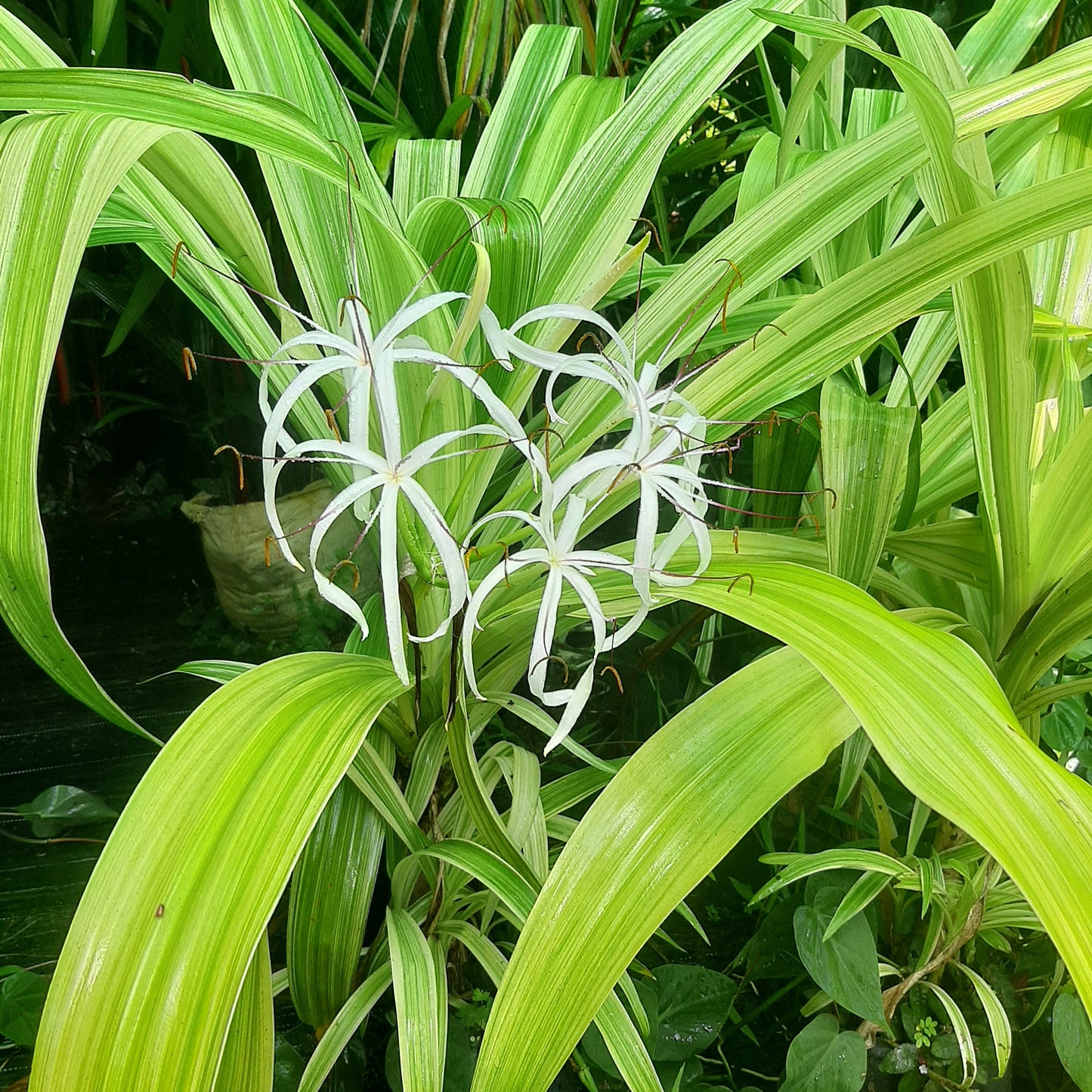 Variegated Crinum Lily (Crinum asiaticum 'Variegatum') – A Bold Tropical Statement 🌿✨