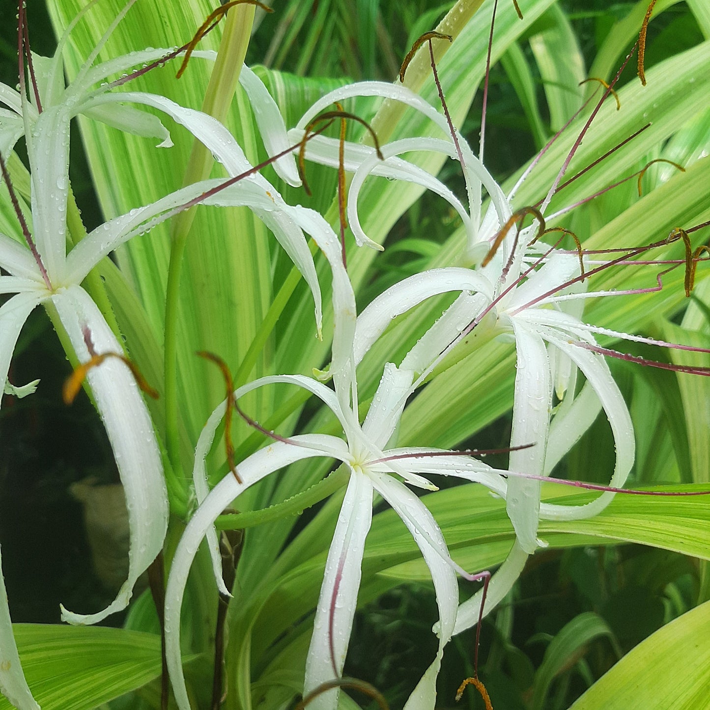 Variegated Crinum Lily (Crinum asiaticum 'Variegatum') – A Bold Tropical Statement 🌿✨