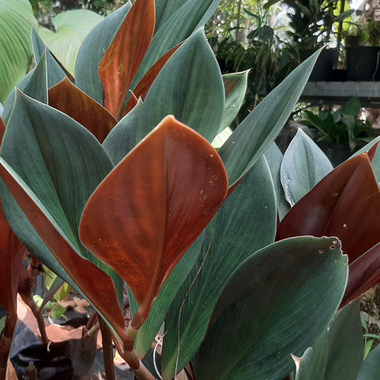 Blood Red Ginger (Costus erythrophyllus) – A Bold Tropical Marvel 🌿✨