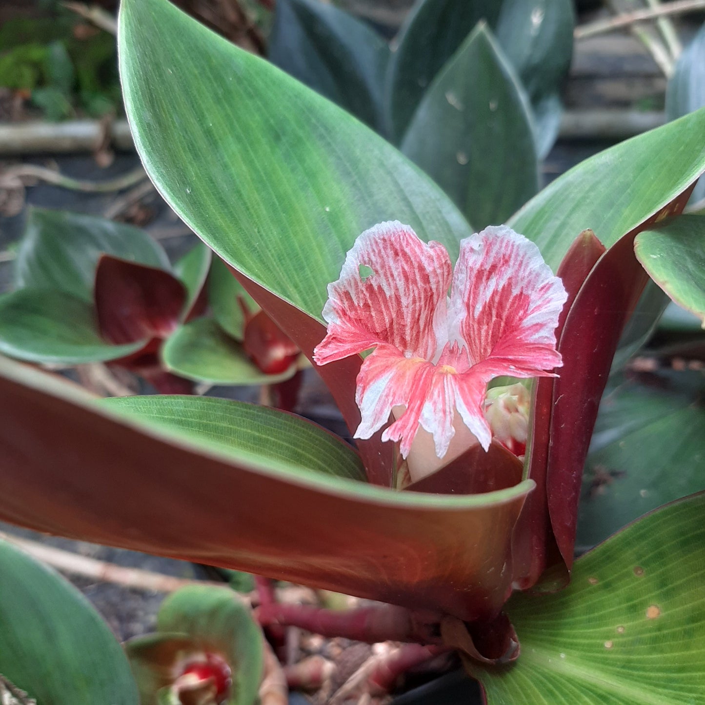 Blood Red Ginger (Costus erythrophyllus) – A Bold Tropical Marvel 🌿✨