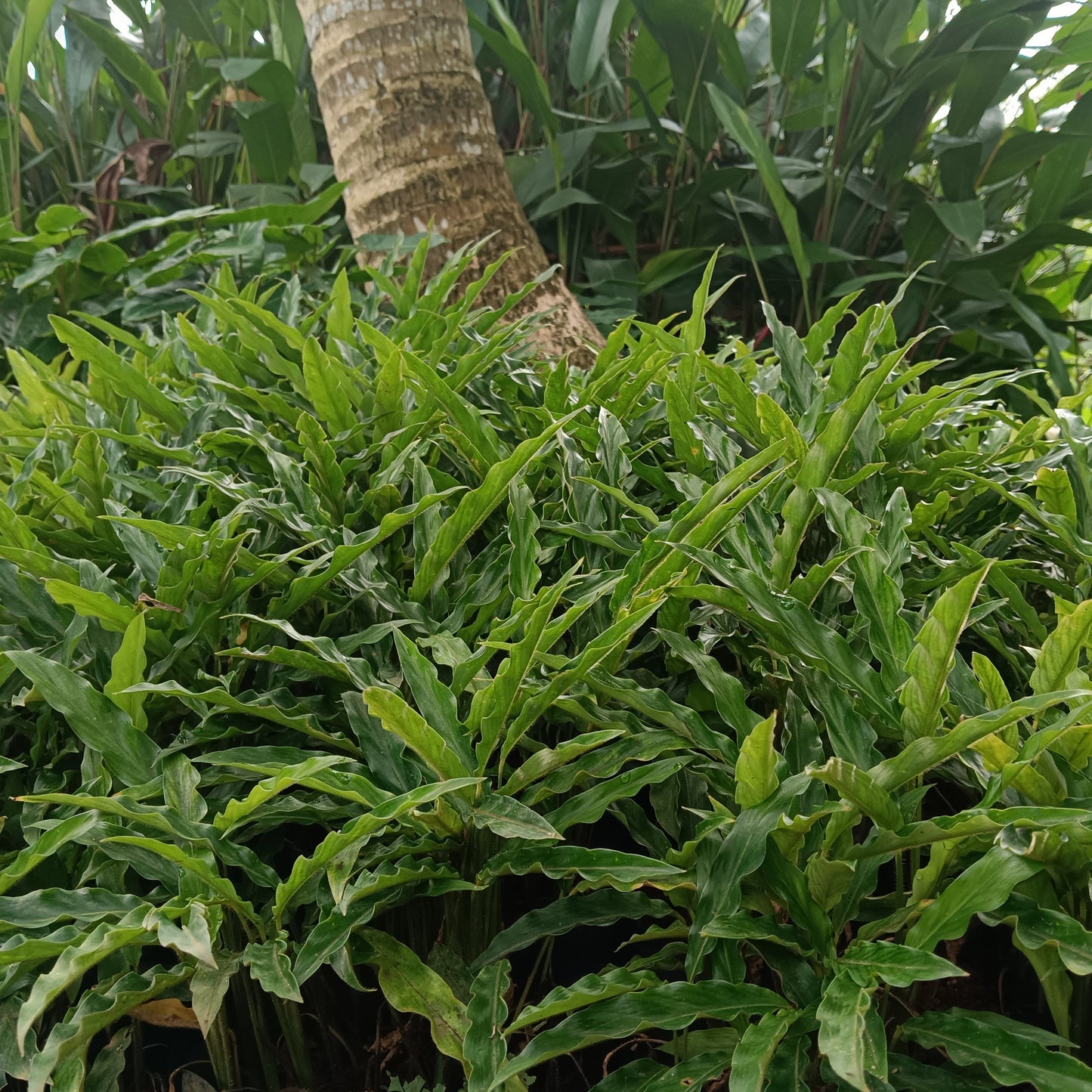 Goeppertia rufibarba ‘Green ’ (Formerly Calathea rufibarba) – The Velvety Tropical Beauty