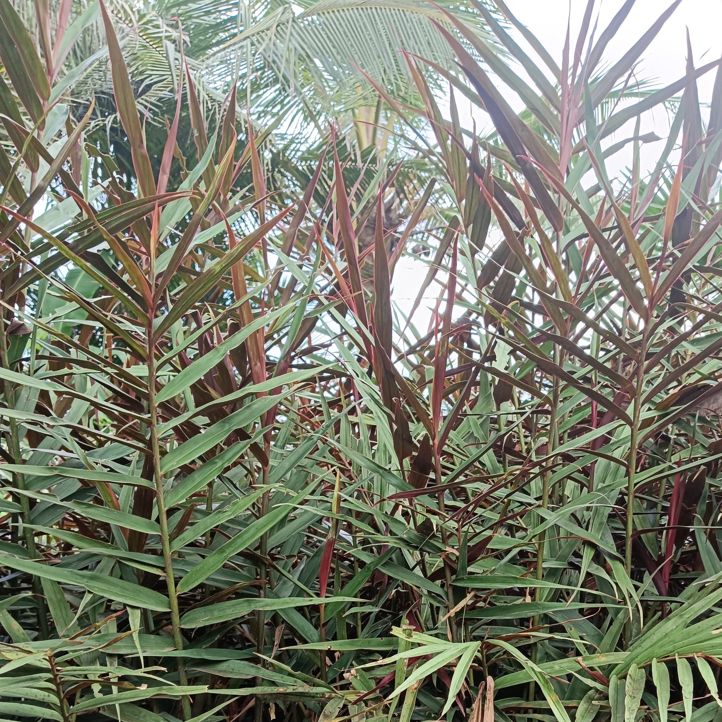 Red Rubin Ginger (Alpinia luteocarpa ‘Red Rubin’) – A Bamboo-Like Tropical Gem 🌿🔥