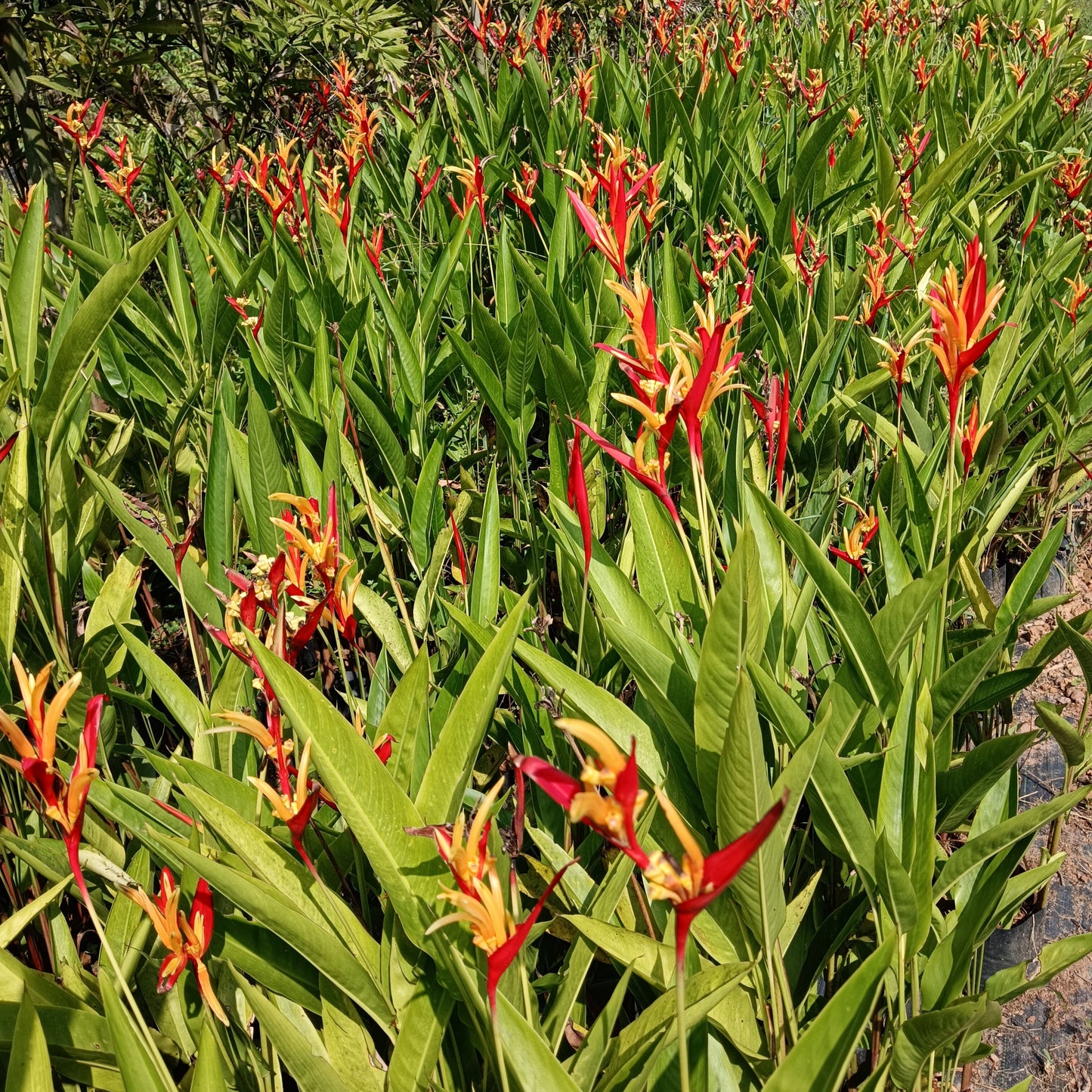 Heliconia ‘St. Vincent Red’ – A Bold Tropical Beauty 🌿🔥
