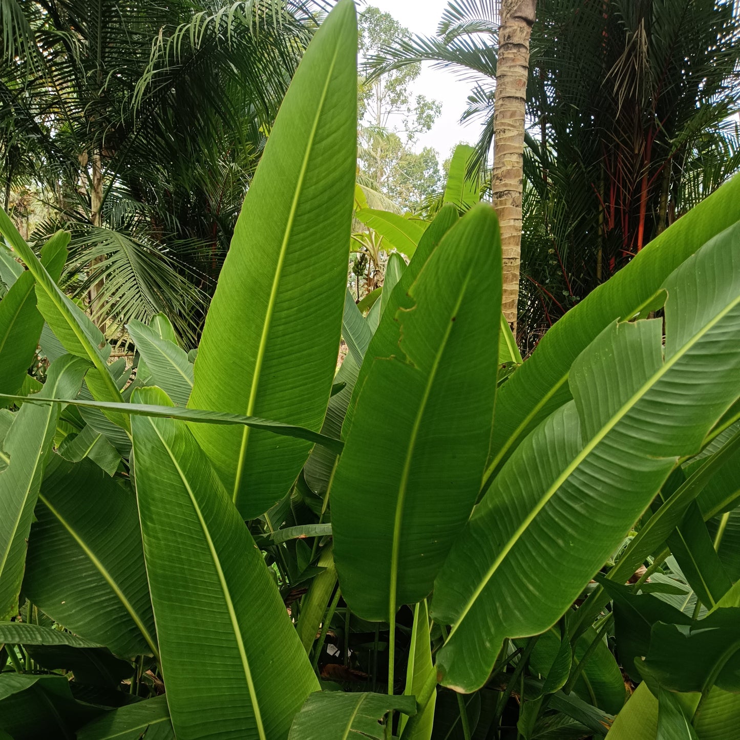 Traveller’s Palm (Ravenala madagascariensis) – The Fan of the Tropics 🌿✨