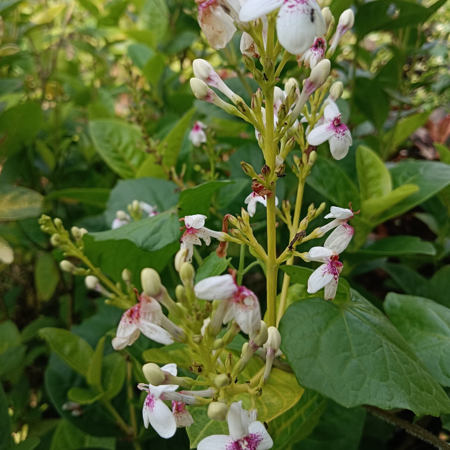 Golden Vein Pseuderanthemum (Pseuderanthemum carruthersii var. carruthersii 'Reticulatum') – A Stunning Foliage Accent 🌿✨