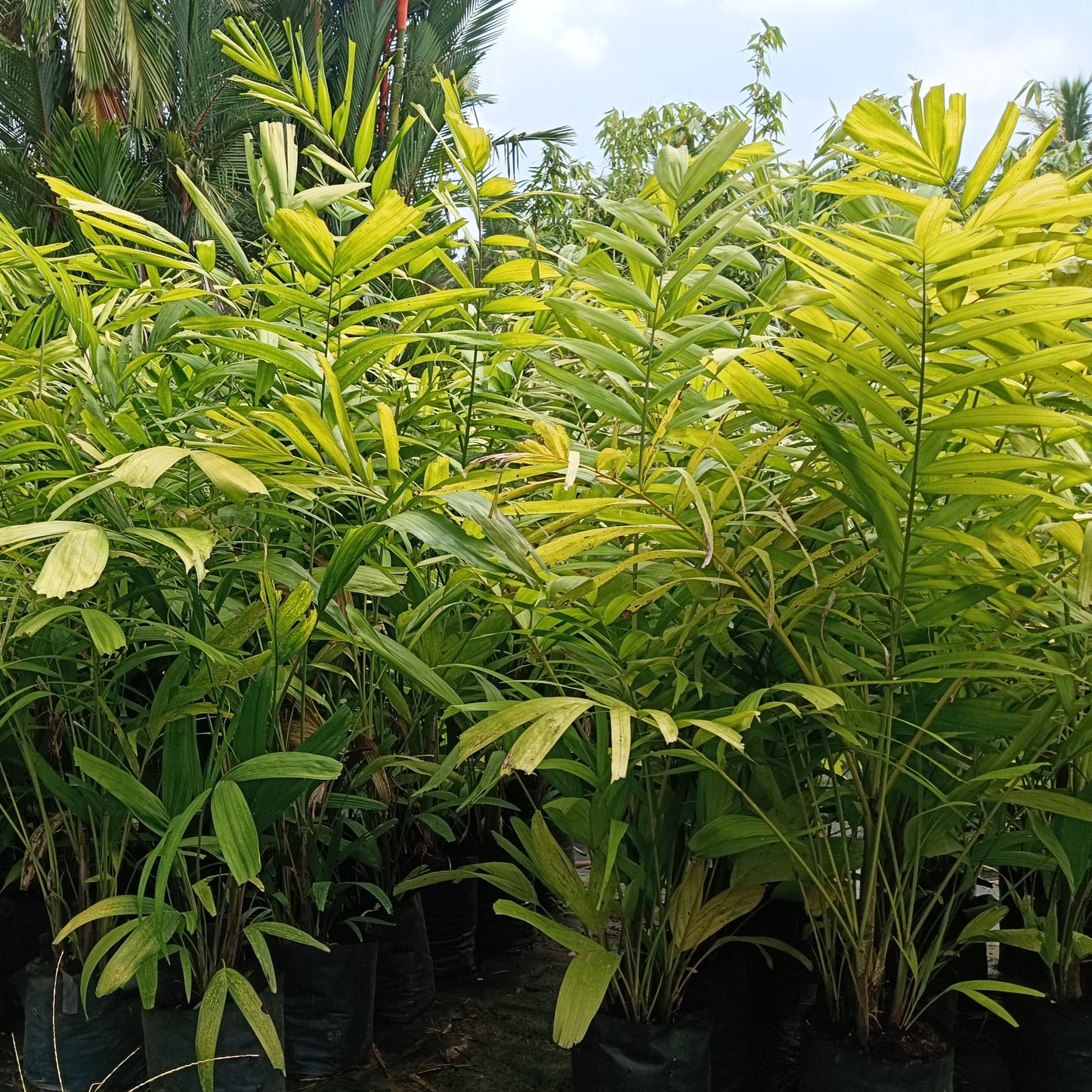 Kentia Palm (Howea forsteriana) – The Graceful Indoor & Outdoor Palm 🌿✨