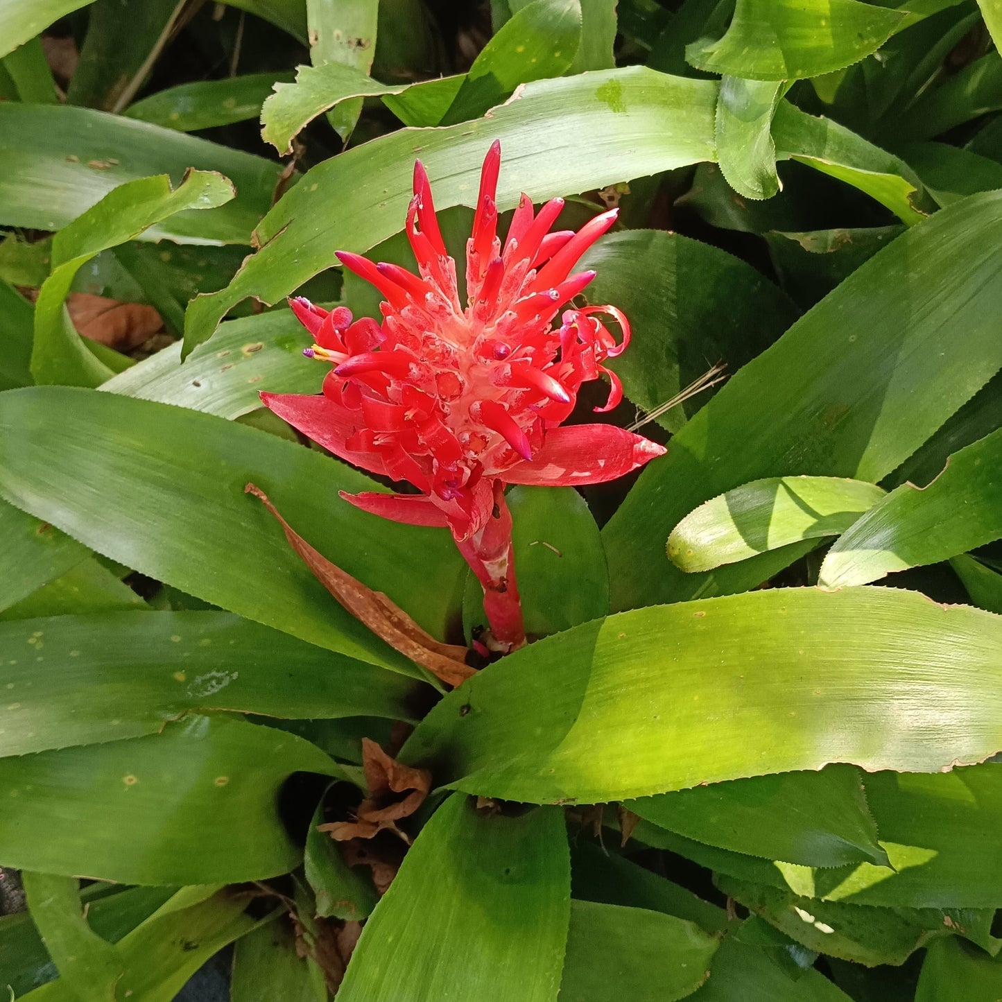 🌿 Guzmania ‘Hope’ – A Burst of Tropical Elegance