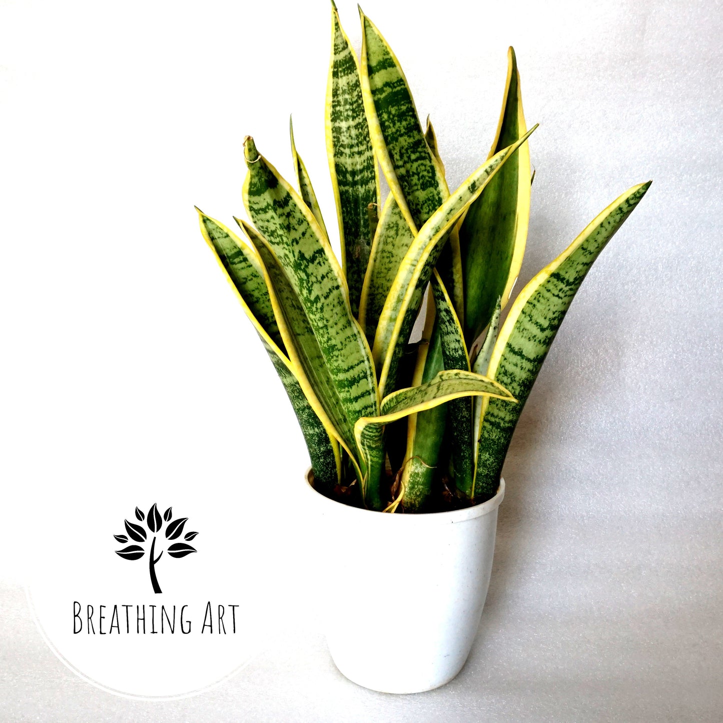 Dracaena (Sansevieria) ‘Laurentii’ – The Classic Air-Purifying Beauty 🌿✨