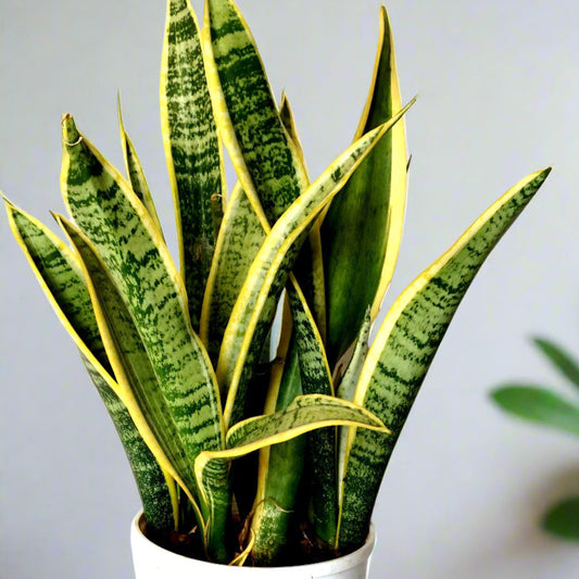 Dracaena (Sansevieria) ‘Laurentii’ – The Classic Air-Purifying Snake plant Beauty 🌿✨