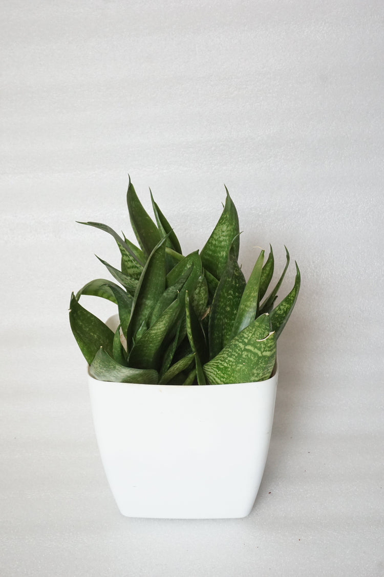 Snake Plants -Dracaena trifasciata (Sansevieria) –  Resilient, and Purifying