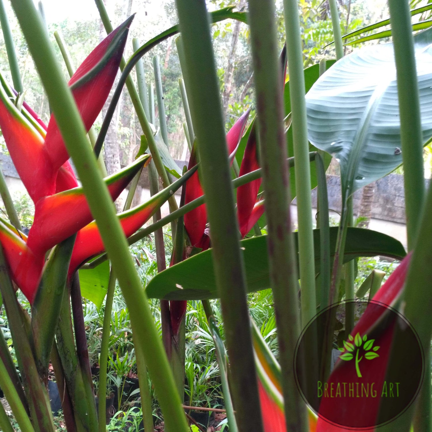 Heliconias – The Essence of Tropical Beauty 🌿🔥