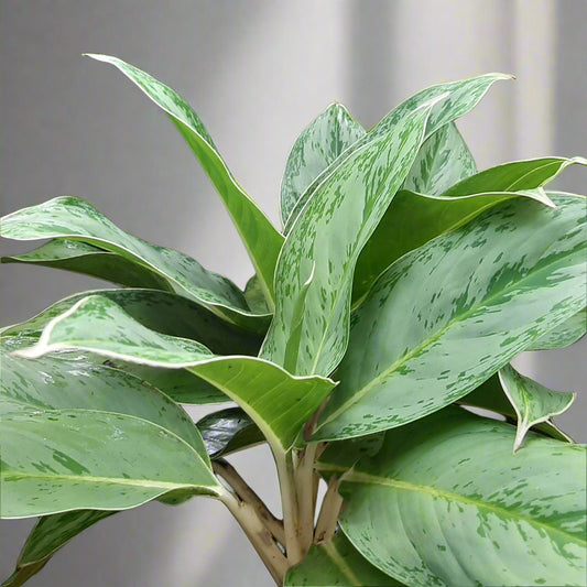 Aglaonema ‘Silver Frost’ – Subtle Luxury in Leaf Form ❄️🌱