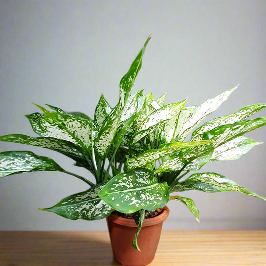 Aglaonema ‘Snow White’ – Grace in Every Leaf ❄️🌿